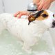 produit pour nettoyer votre animal domestique